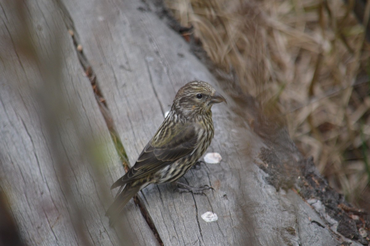 Red Crossbill - ML123131811