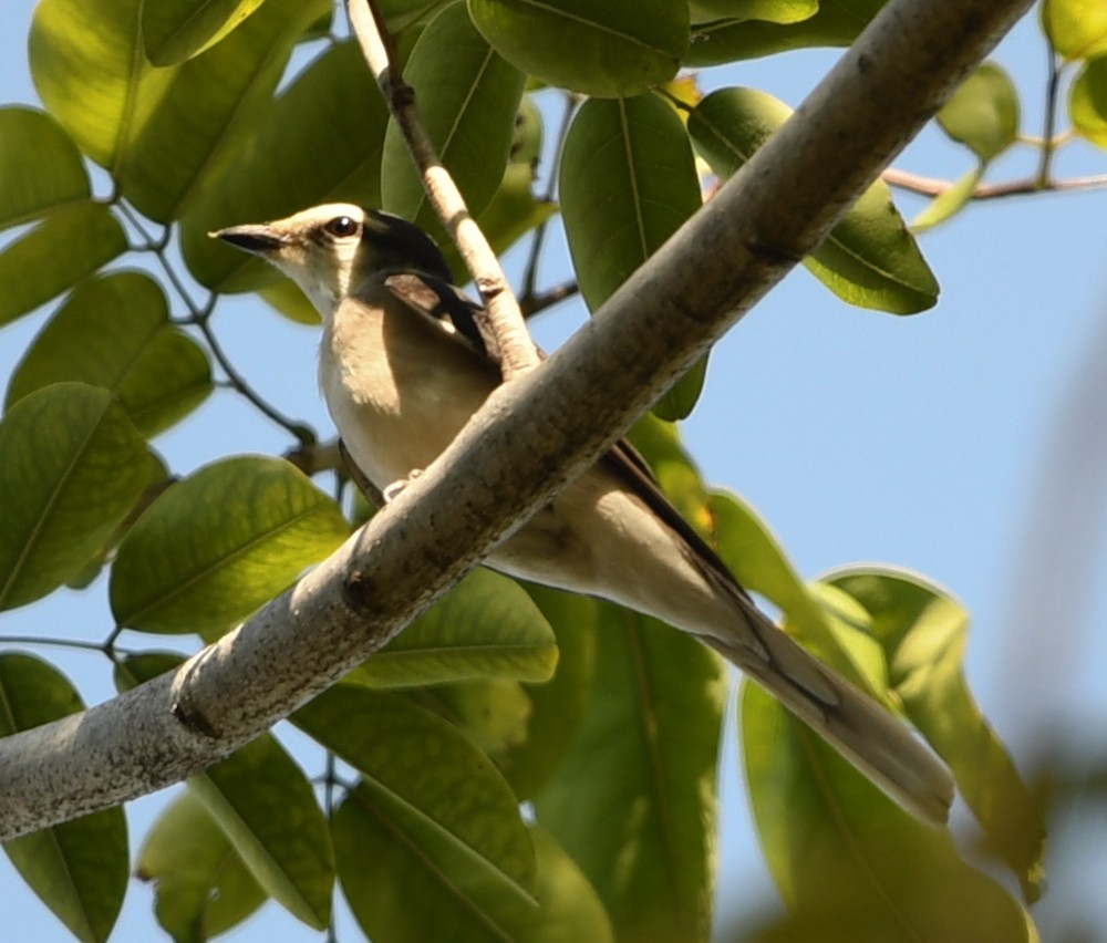 Brown-rumped Minivet - ML123137221