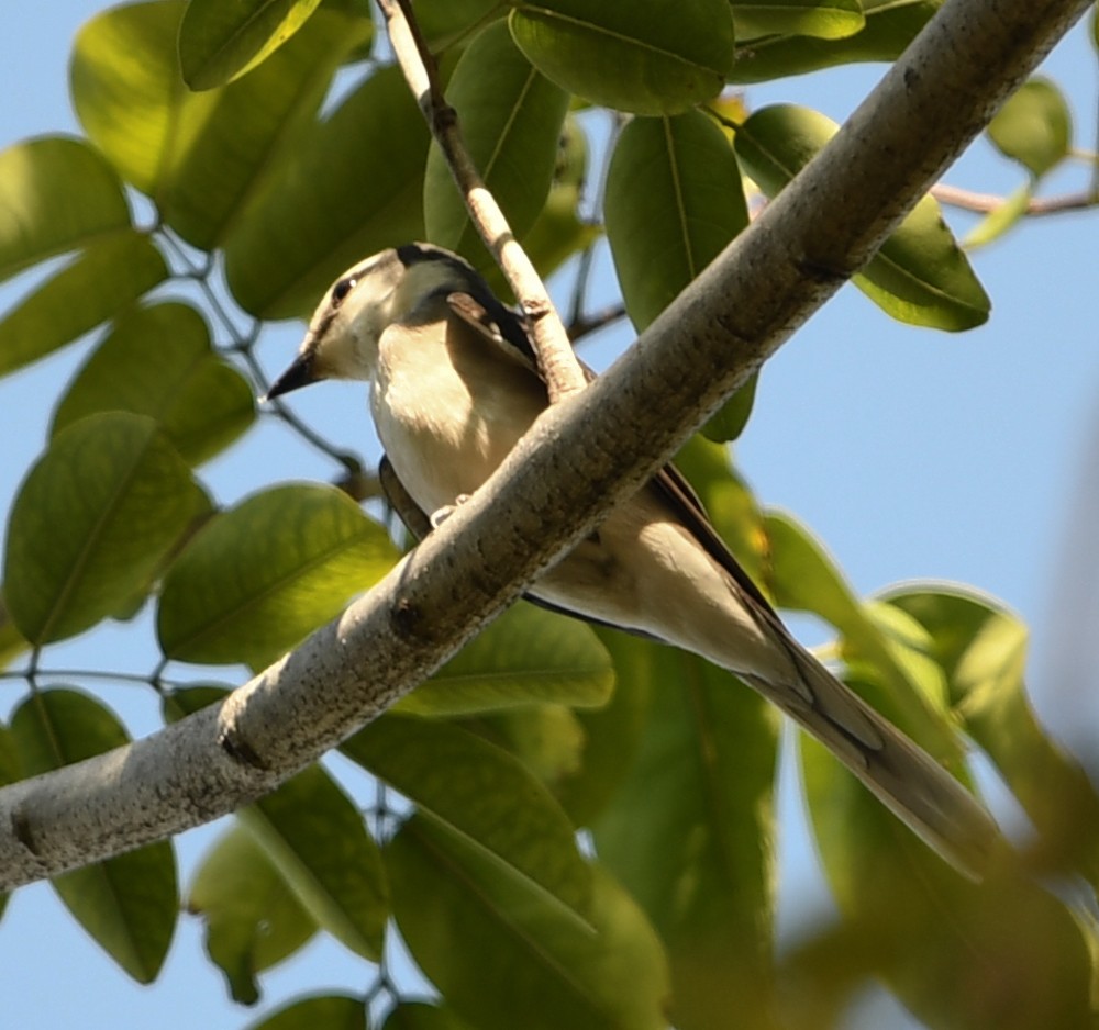 Brown-rumped Minivet - David Gandy