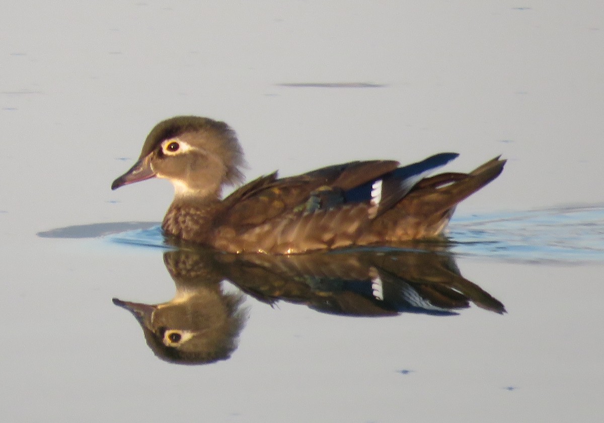 Wood Duck - ML123139561