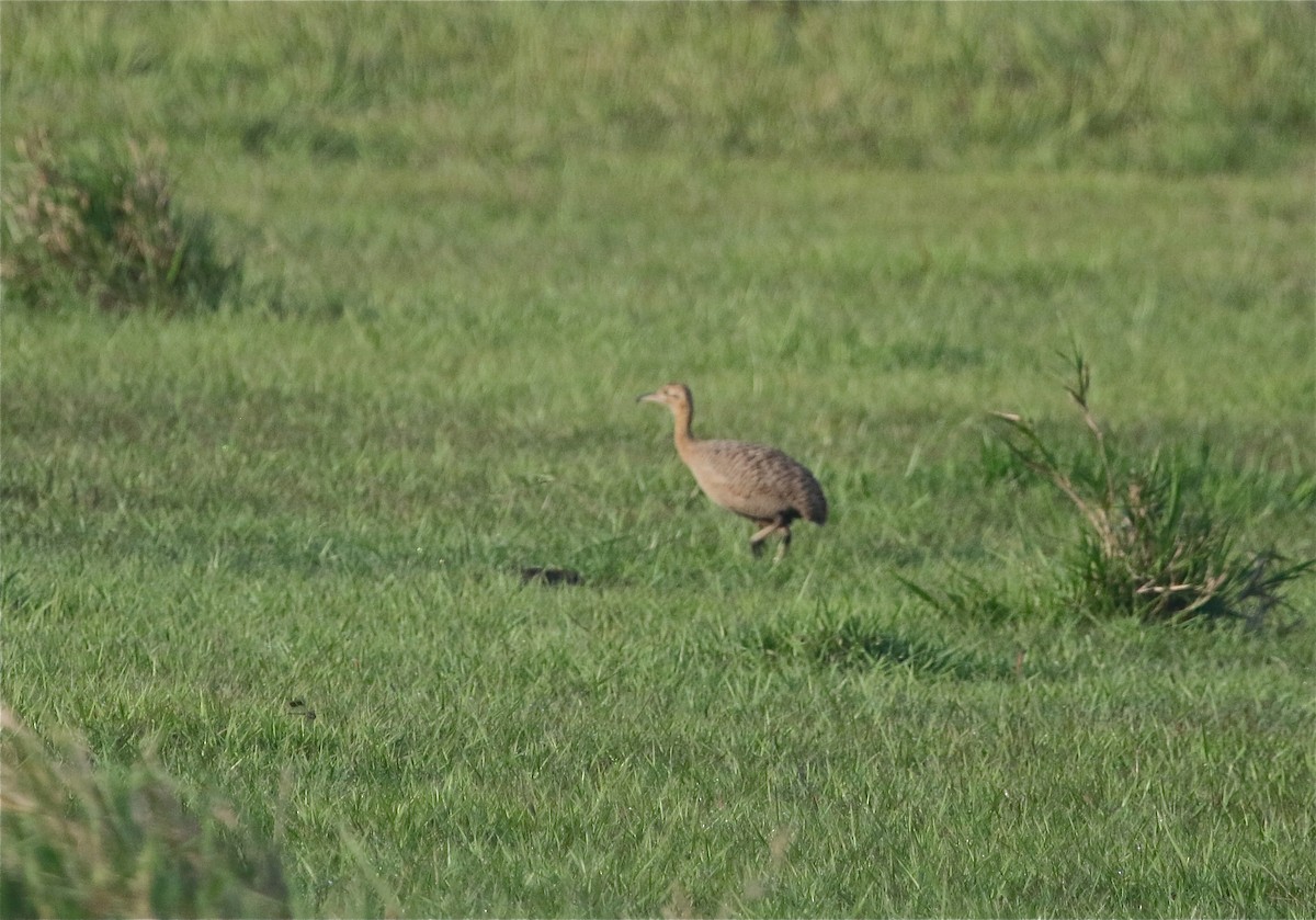 Red-winged Tinamou - ML123142301