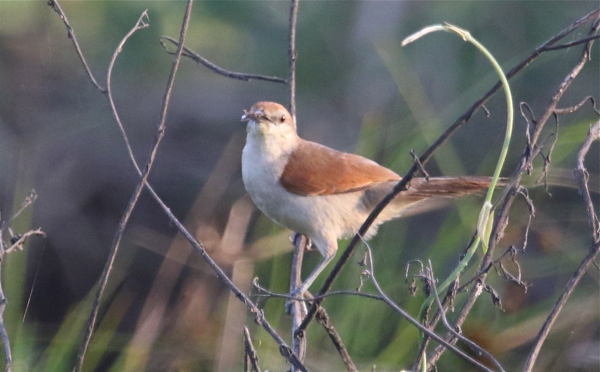 Yellow-chinned Spinetail - ML123142721