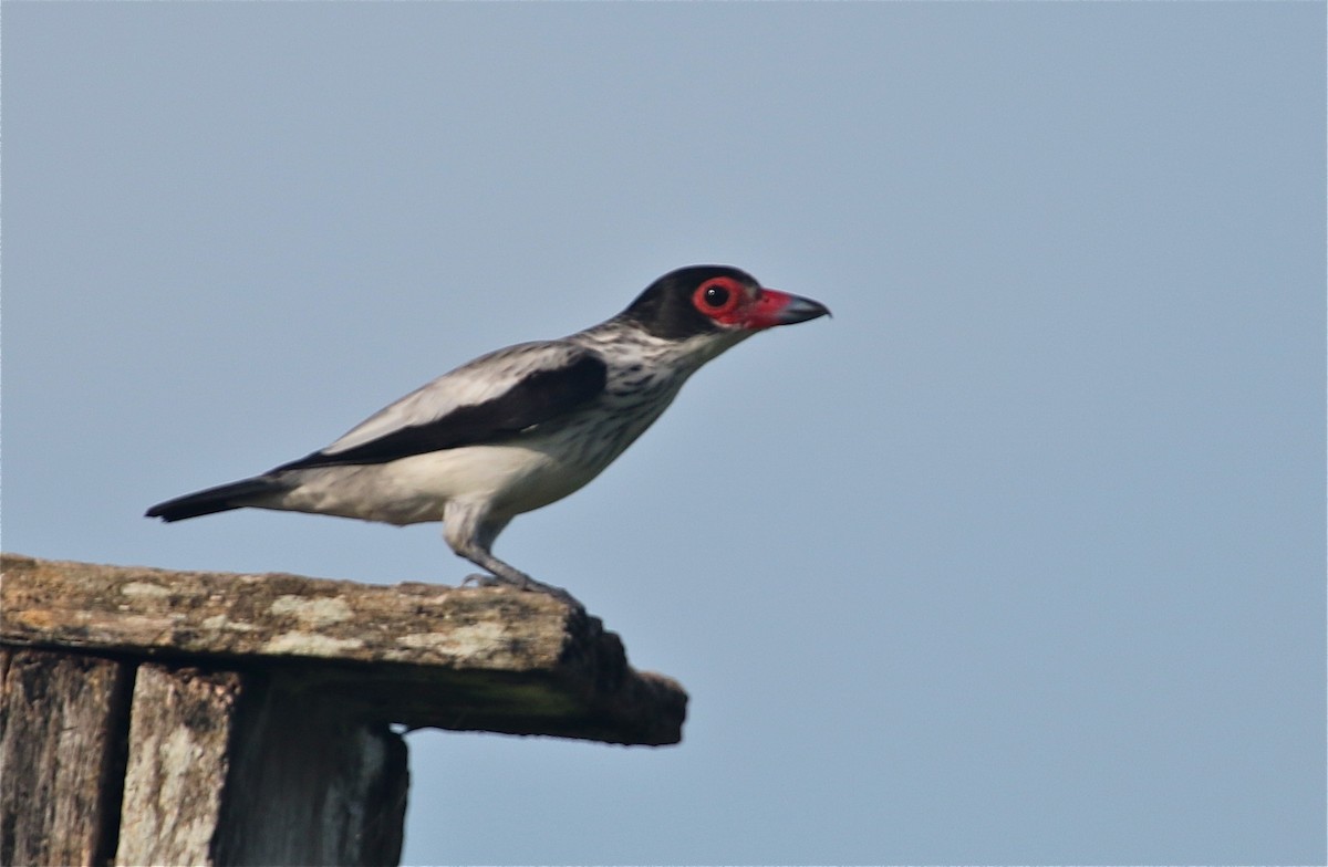 Black-tailed Tityra - ML123142851