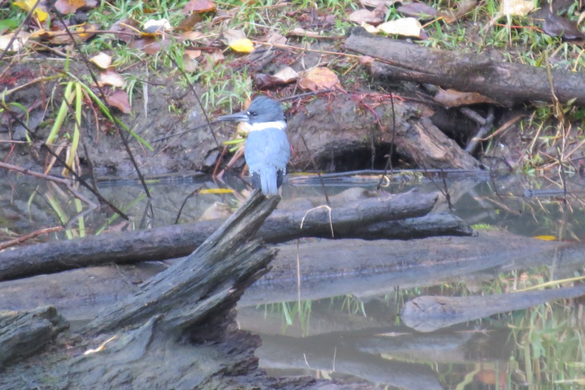 Belted Kingfisher - ML123143321