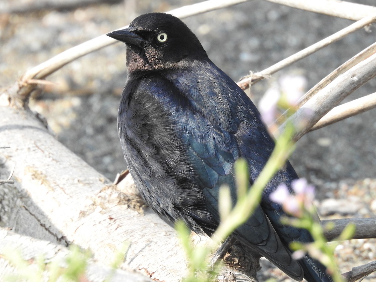 Brewer's Blackbird - ML123145441