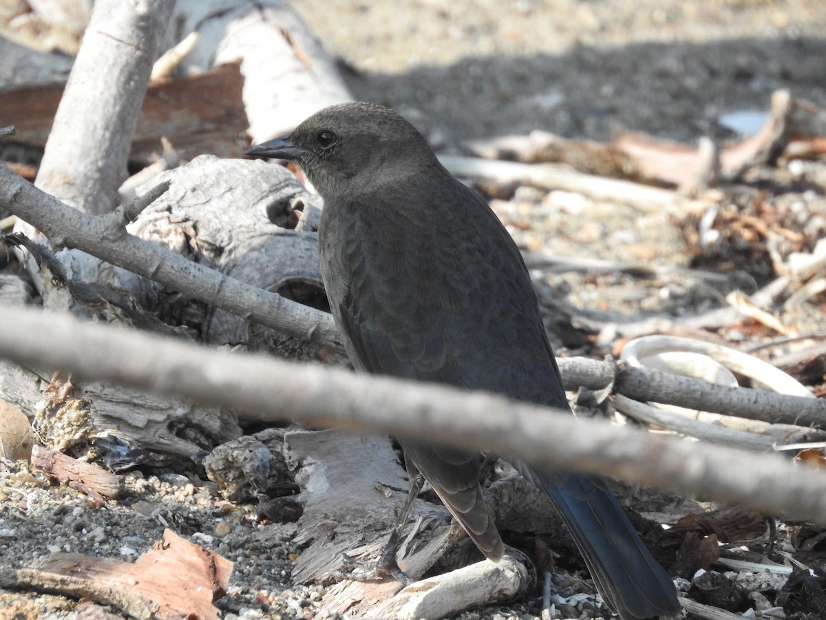 Brewer's Blackbird - ML123145451