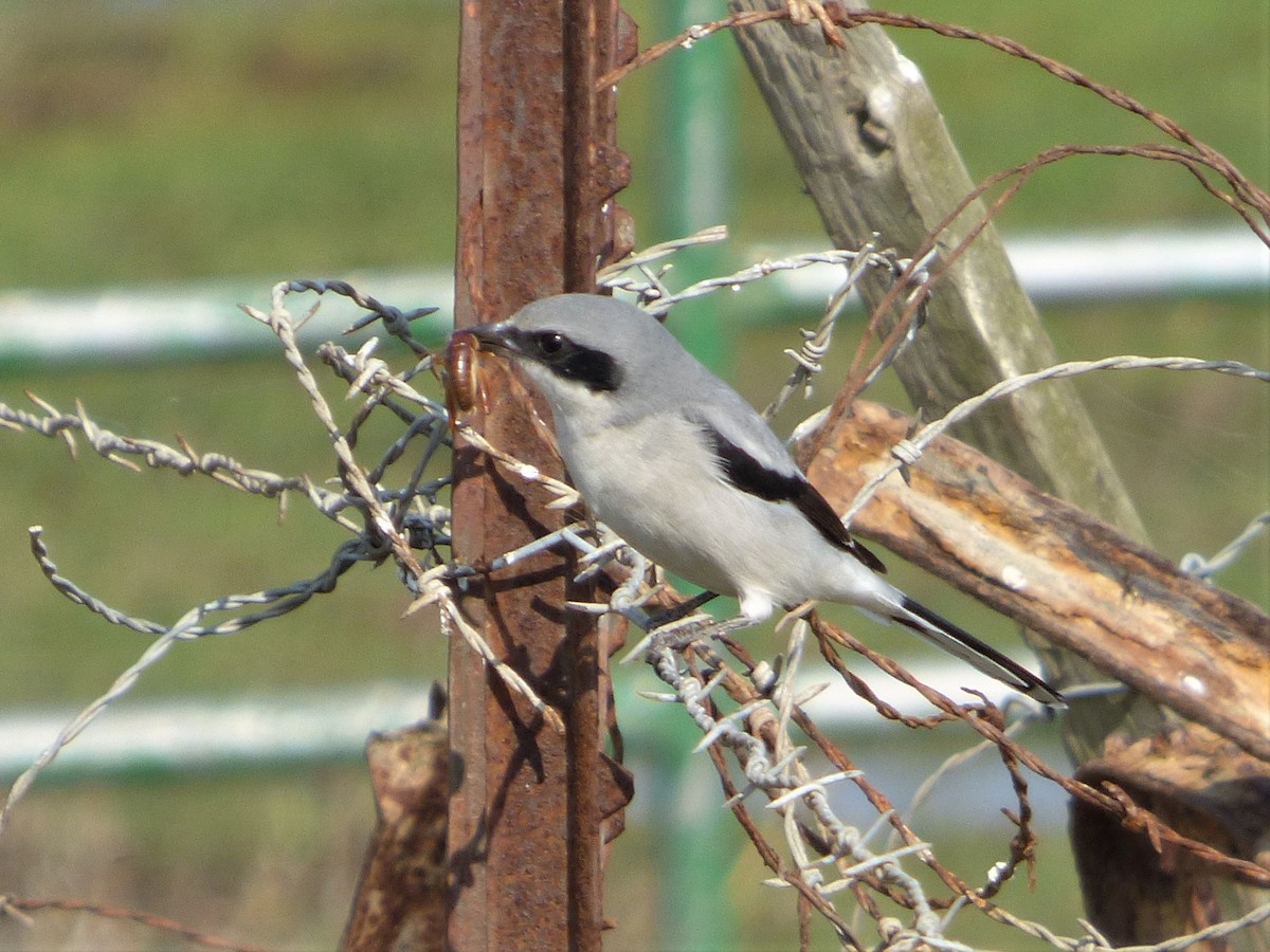 Loggerhead Shrike - ML123147461