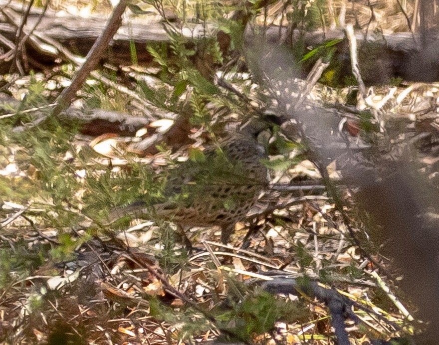 Spotted Quail-thrush - ML123147991