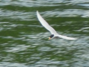Black-fronted Tern - ML123148361