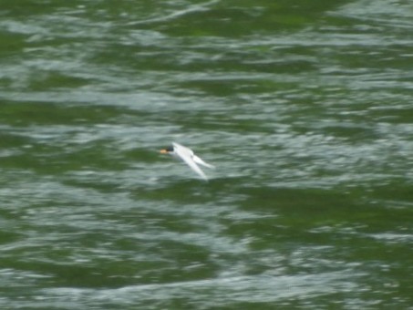 Black-fronted Tern - ML123148391