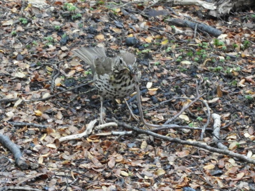 Song Thrush - ML123148511