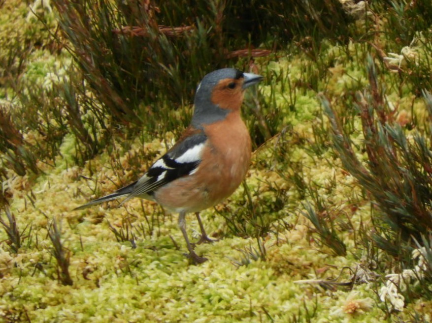 Common Chaffinch - ML123148581