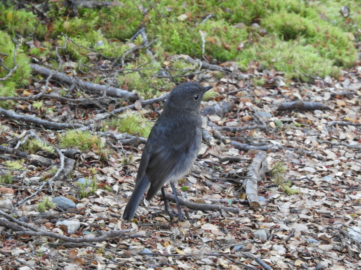 South Island Robin - ML123148661