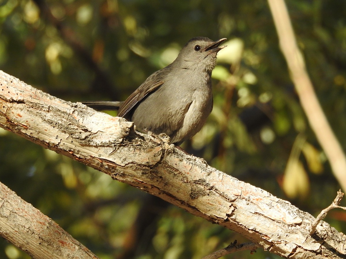 Gray Catbird - ML123149401