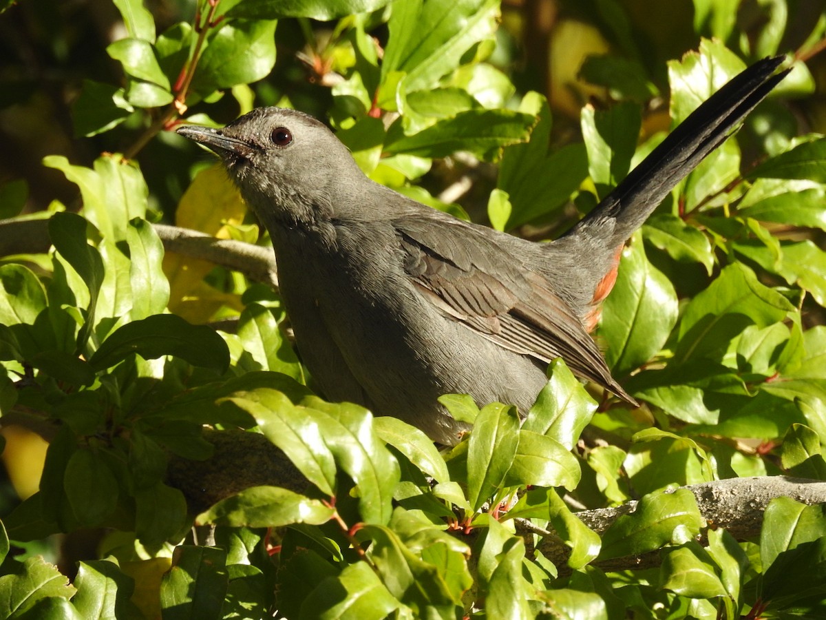 Gray Catbird - Debbi Senechal