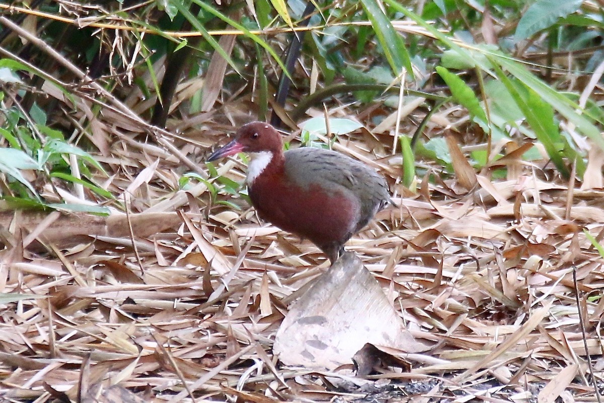 White-throated Rail - ML123149621