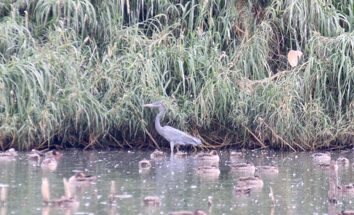 Humblot's Heron - ML123149671