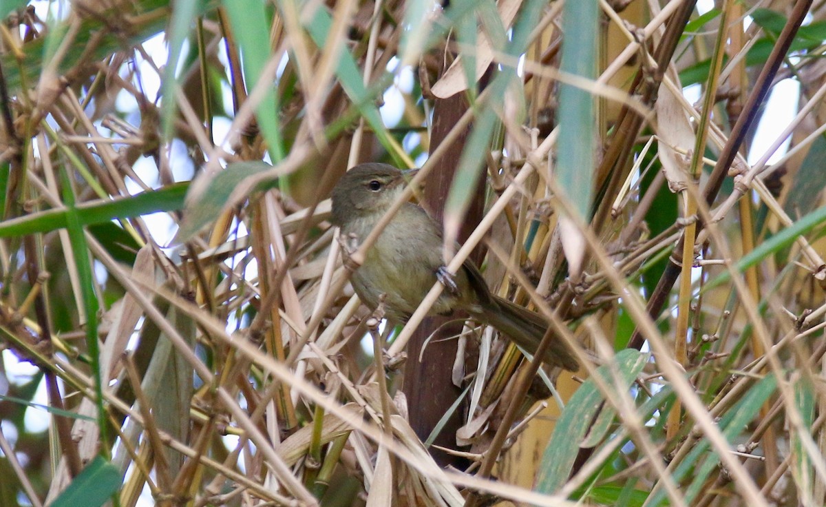 Malagasy Brush-Warbler (Malagasy) - ML123149801