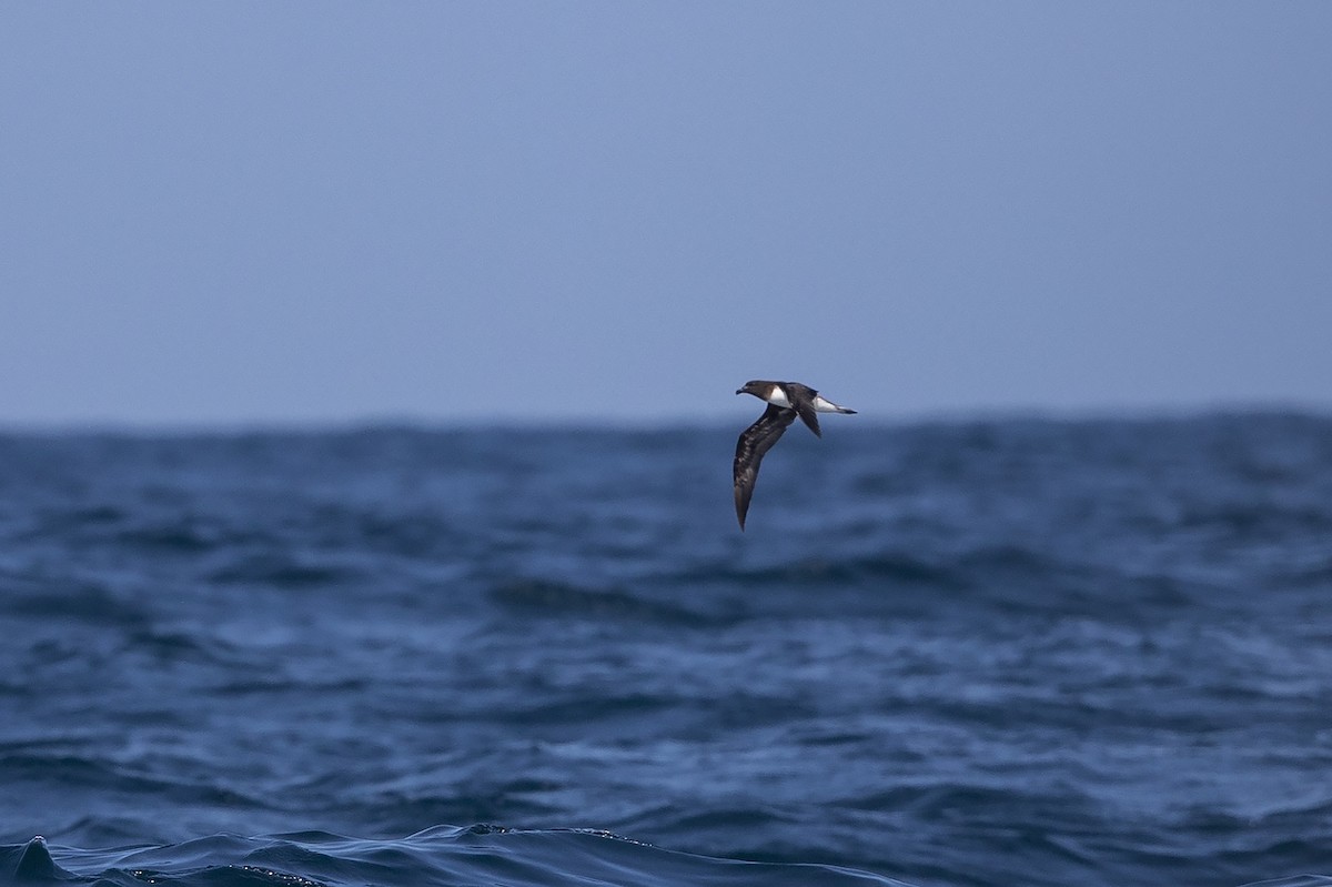 Petrel de Tahití - ML123149951