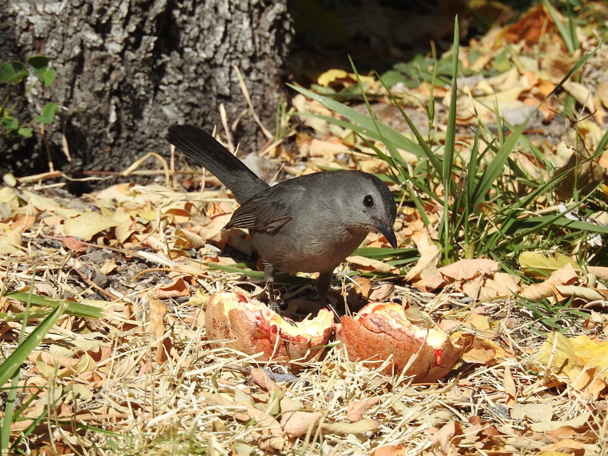 Gray Catbird - ML123150141