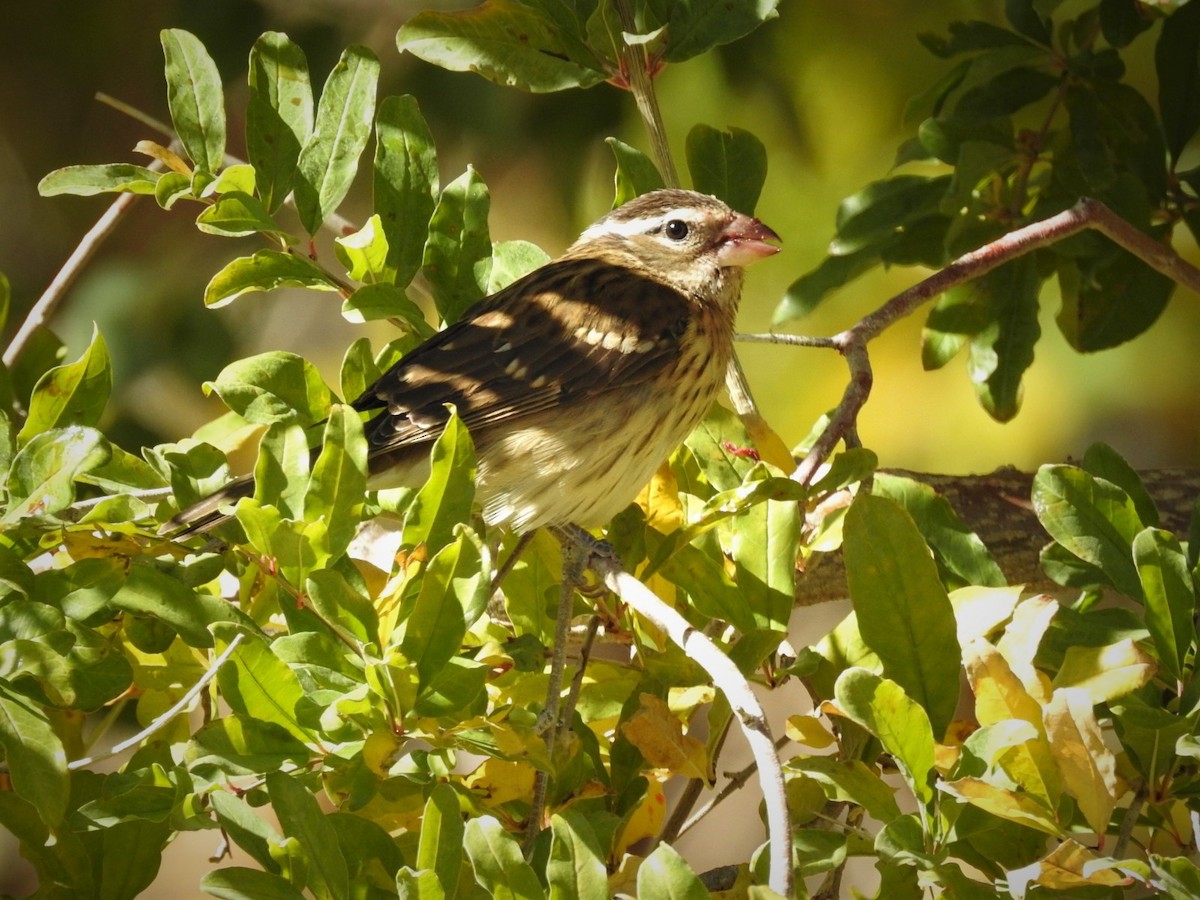 Rose-breasted Grosbeak - Debbi Senechal