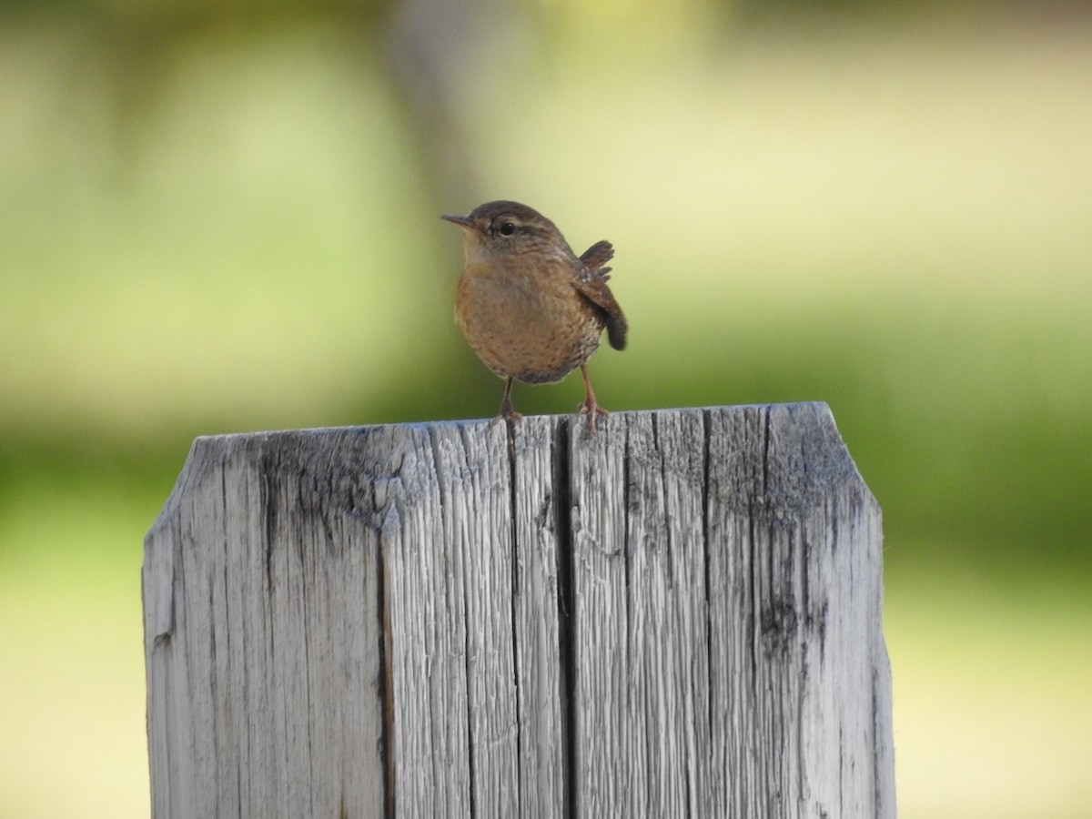 Winter Wren - ML123151001