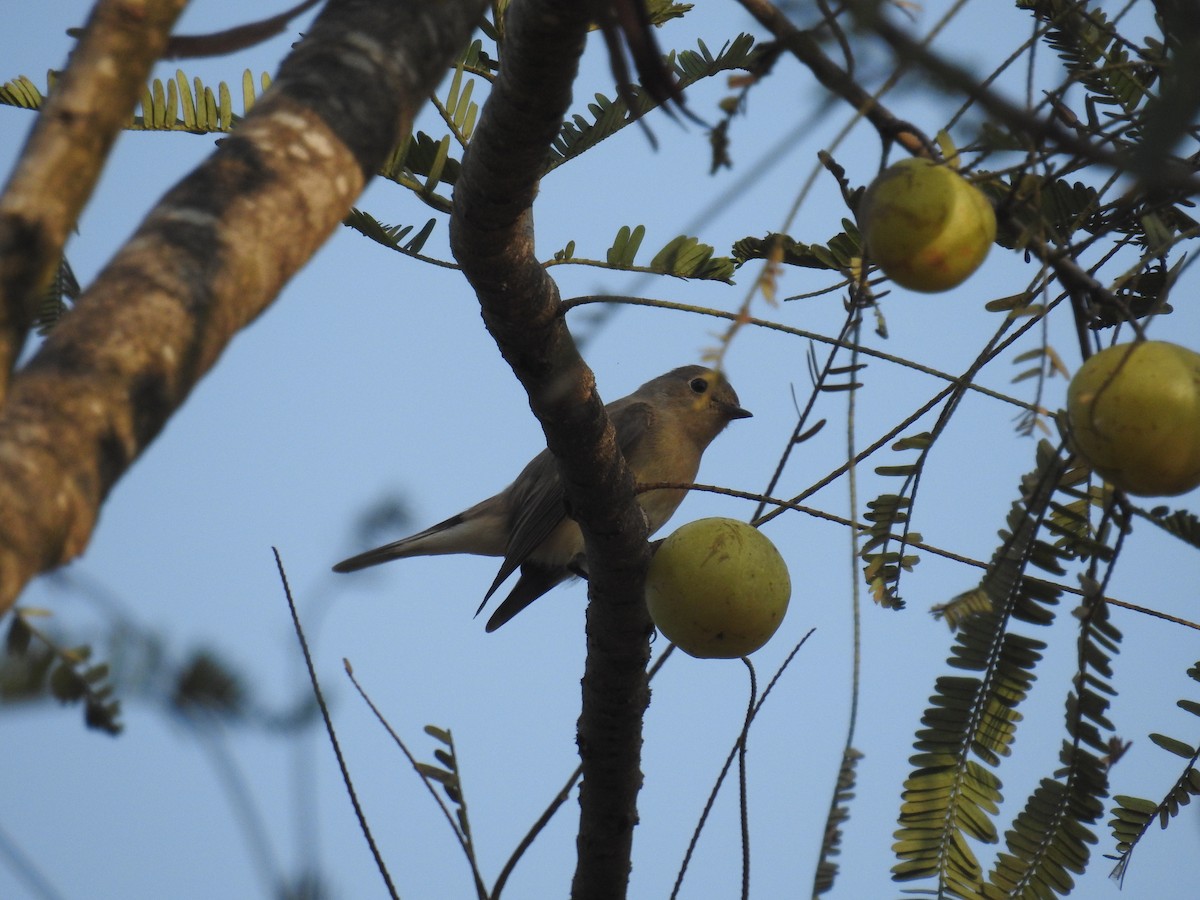 Taiga Flycatcher - ML123151101