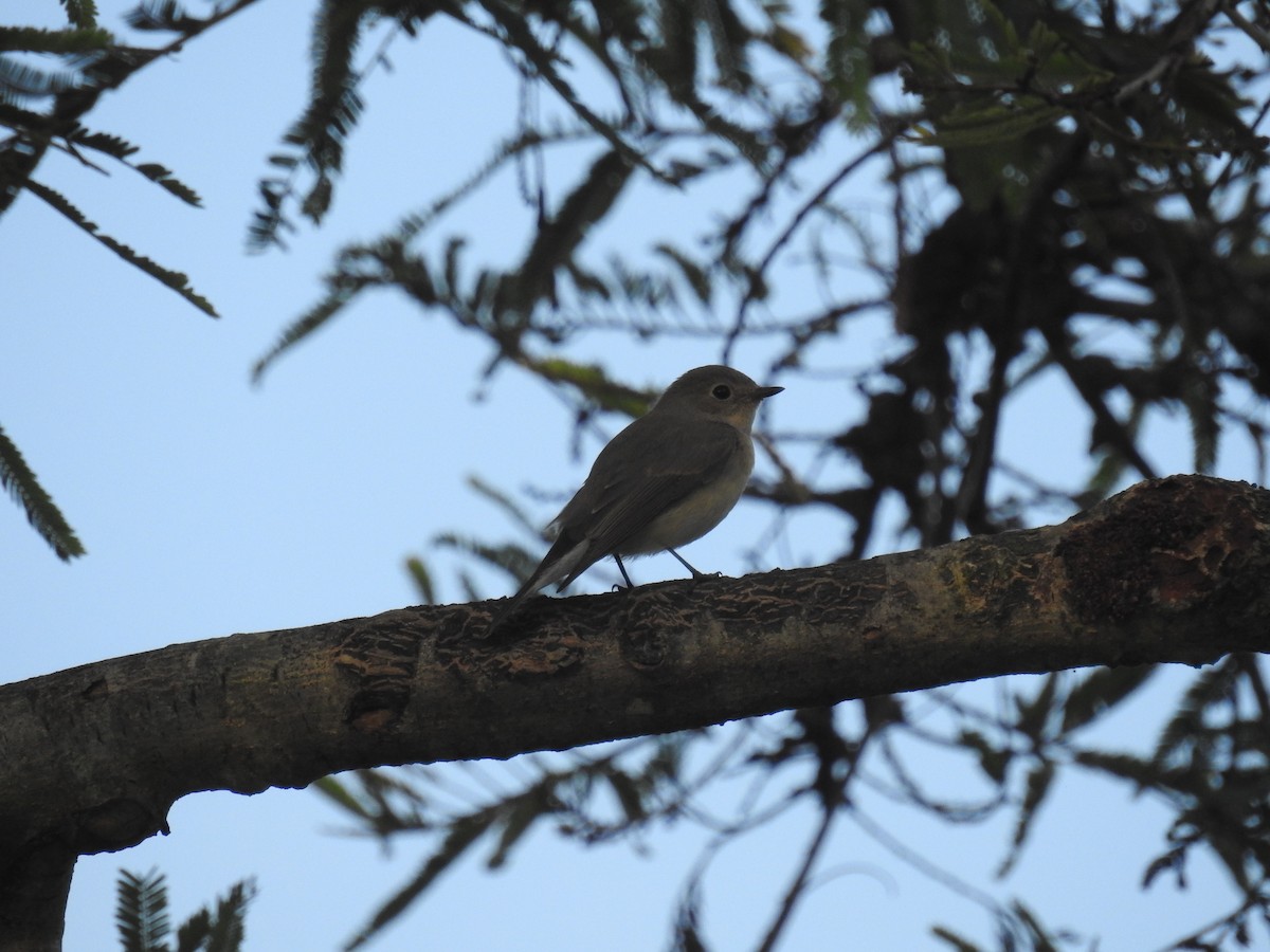 Taiga Flycatcher - ML123151111