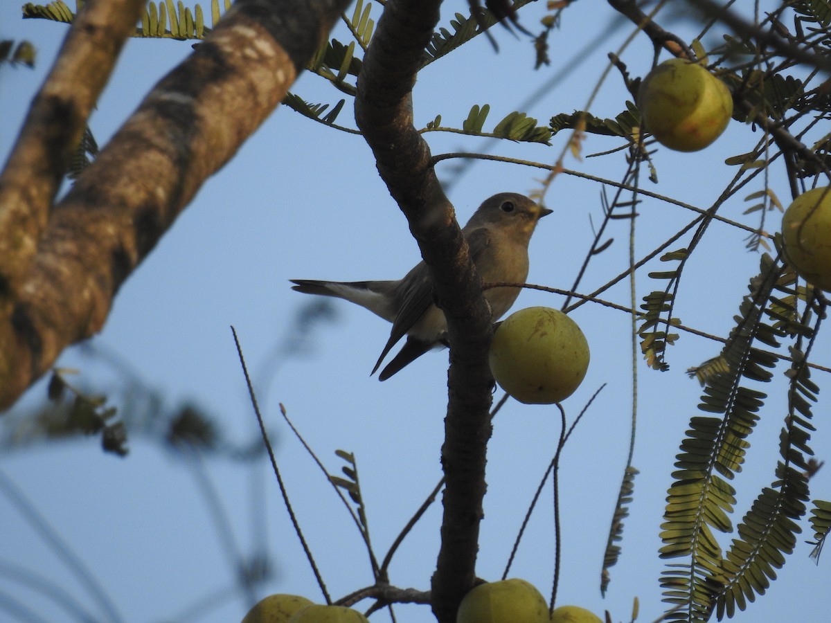 Taiga Flycatcher - ML123151131