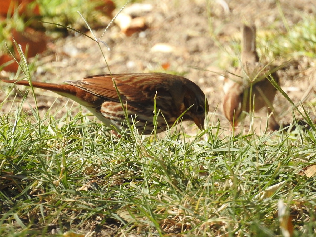 Fox Sparrow - ML123151941