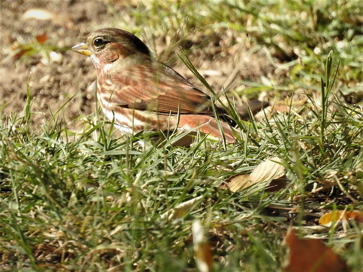 Fox Sparrow - ML123152011