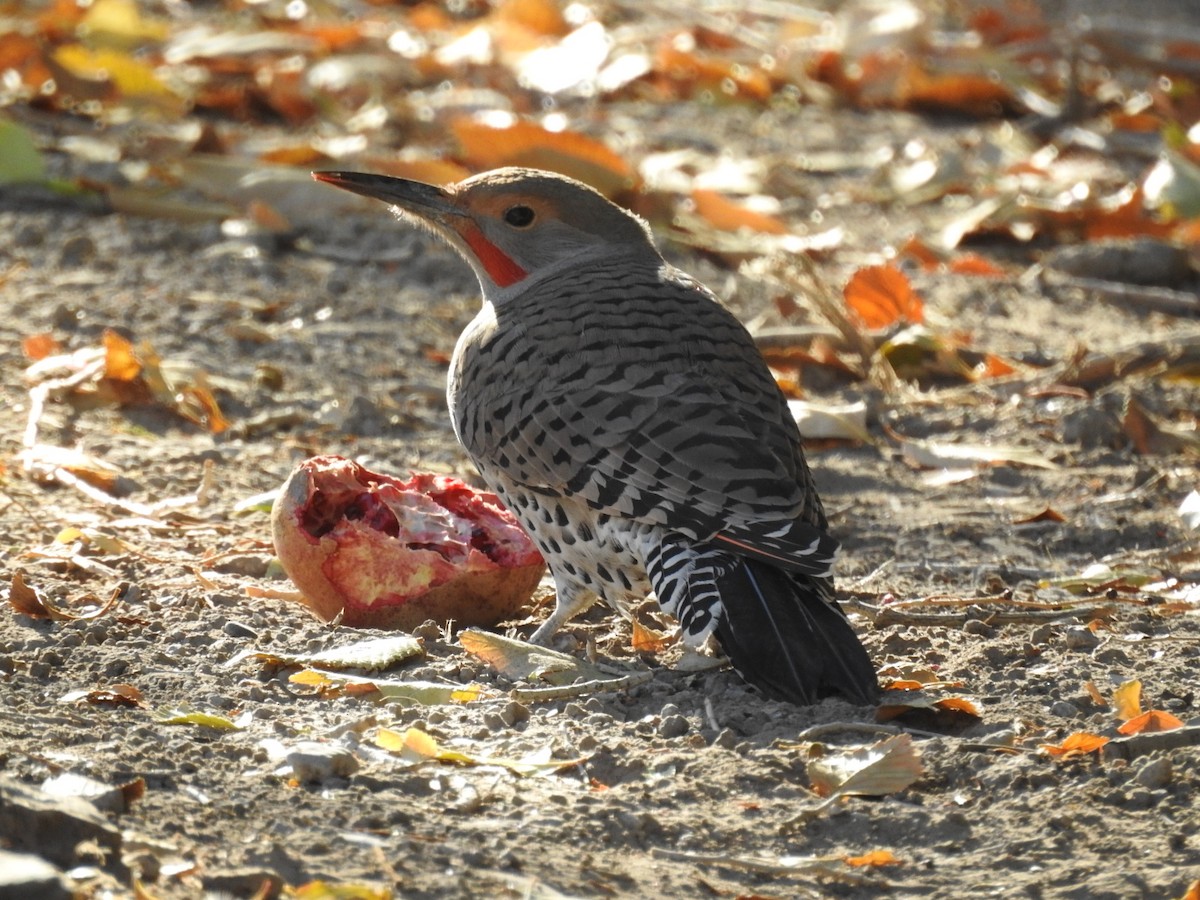 Northern Flicker - ML123152211