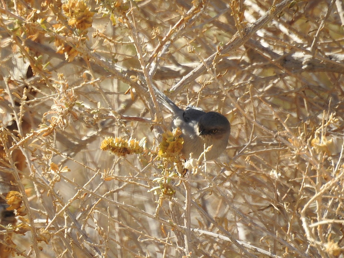 Bushtit - ML123152471