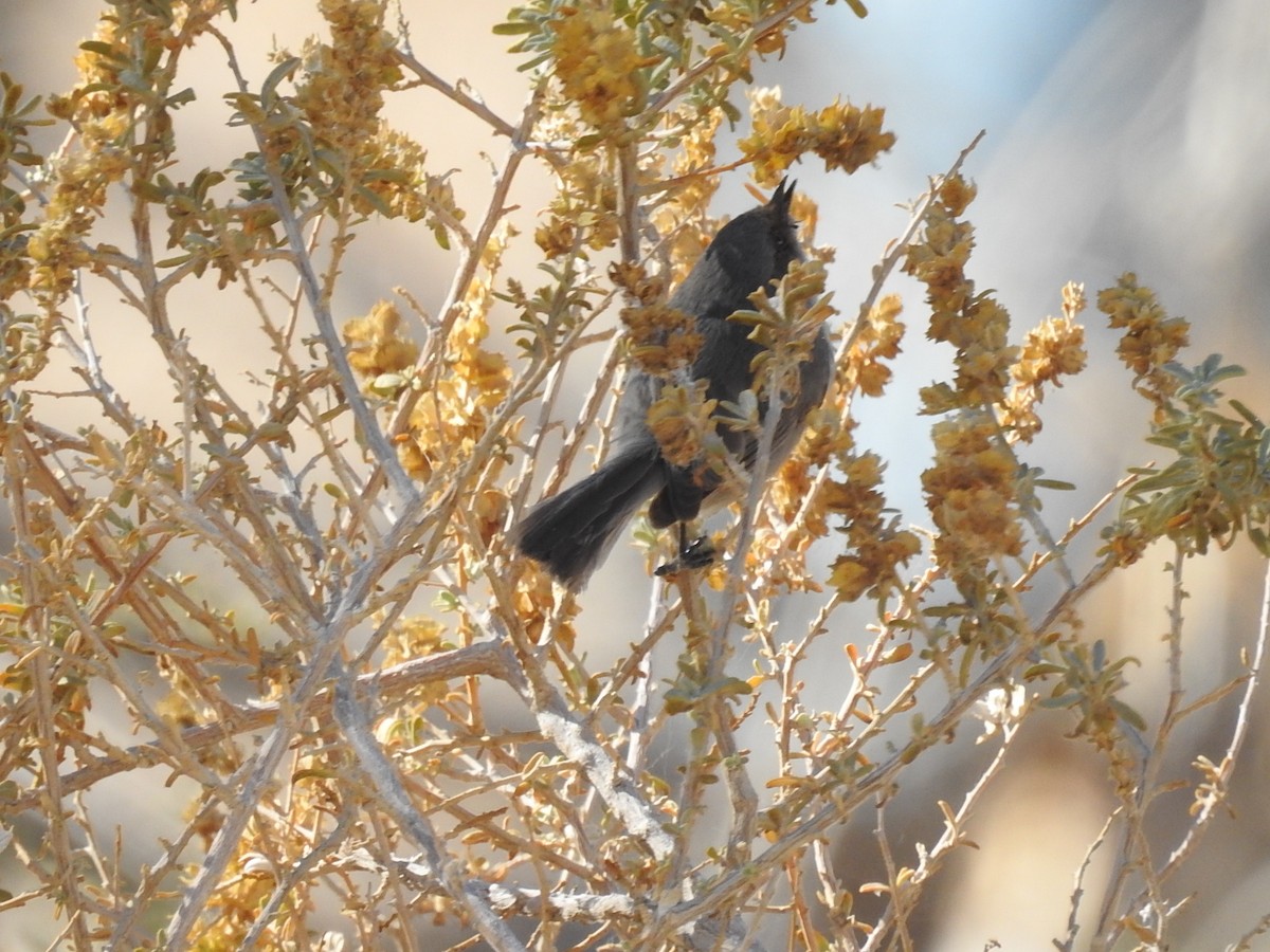 Bushtit - ML123152541