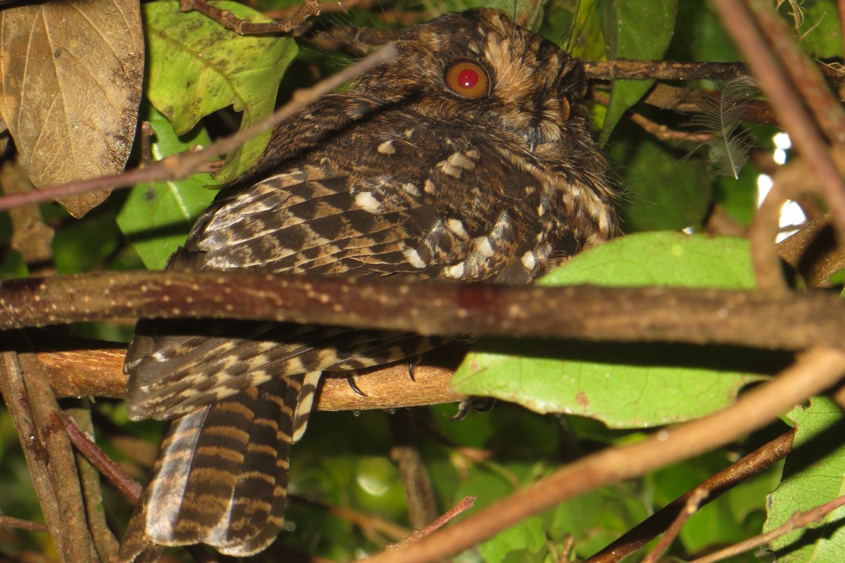 Feline Owlet-nightjar - ML123153511