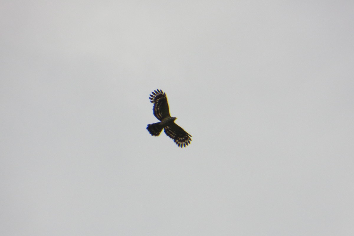 Long-tailed Honey-buzzard - ML123153571