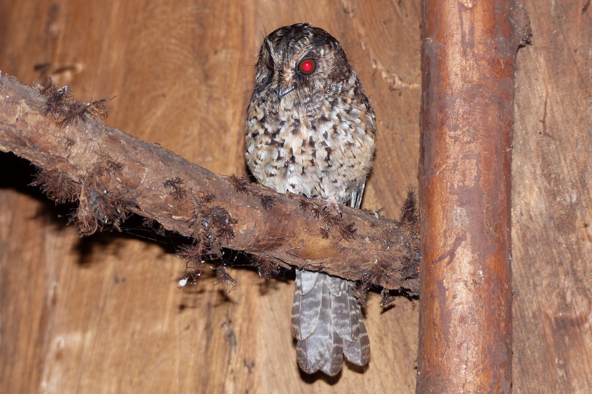 Mountain Owlet-nightjar - ML123153631