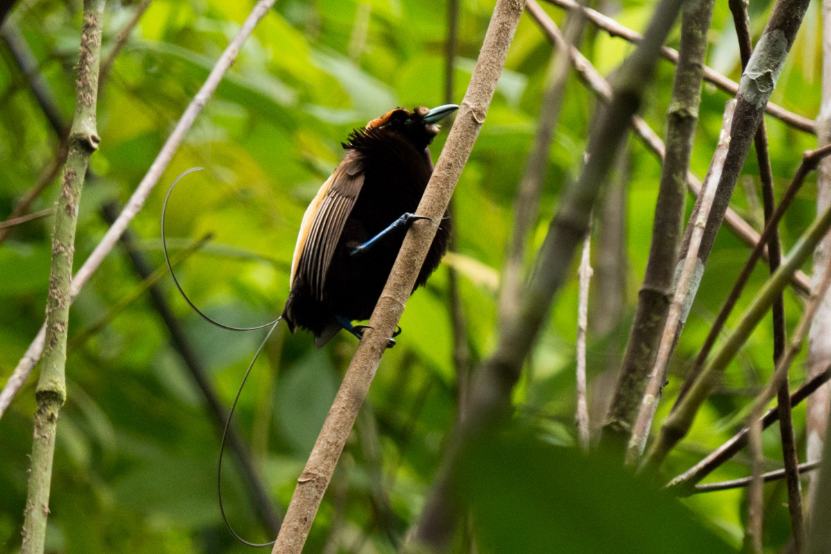 Magnificent Bird-of-Paradise - ML123153811