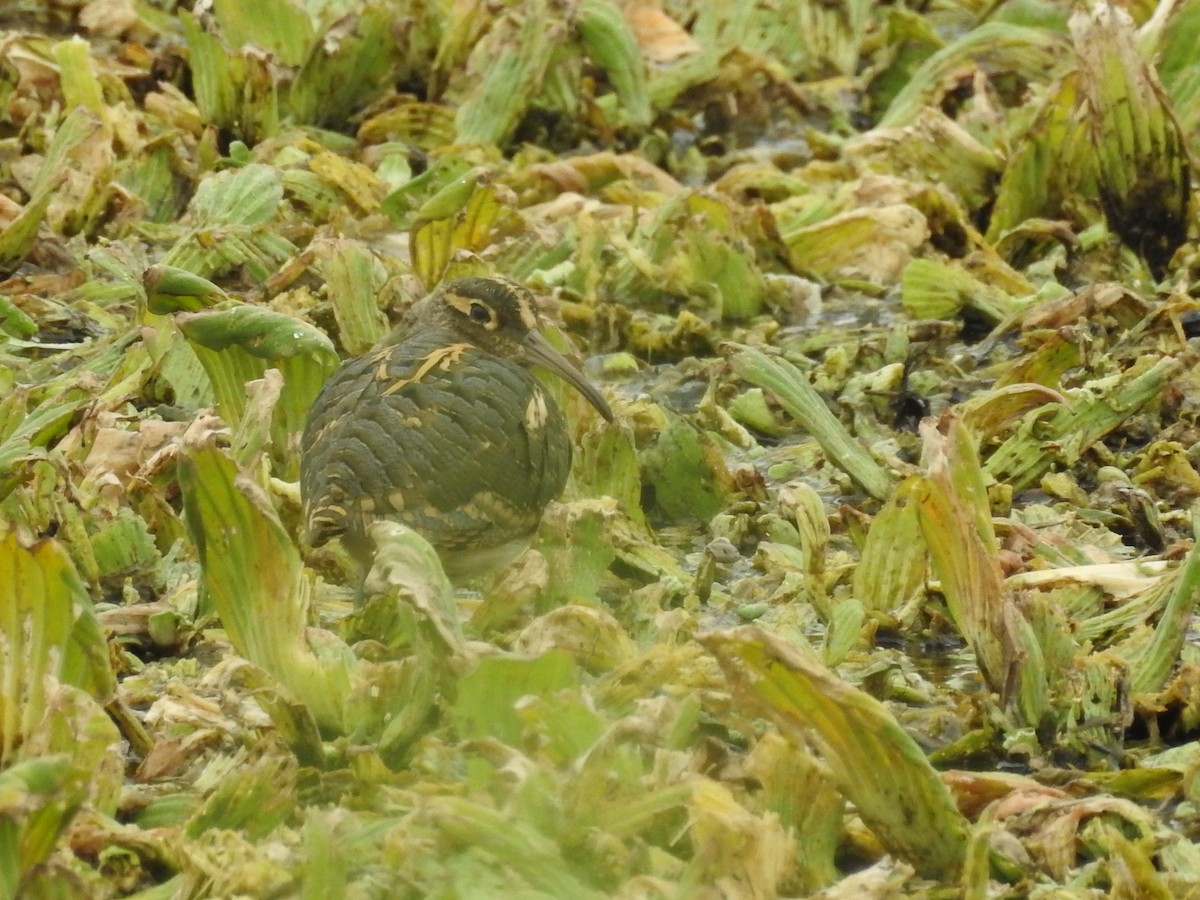 Greater Painted-Snipe - ML123154001