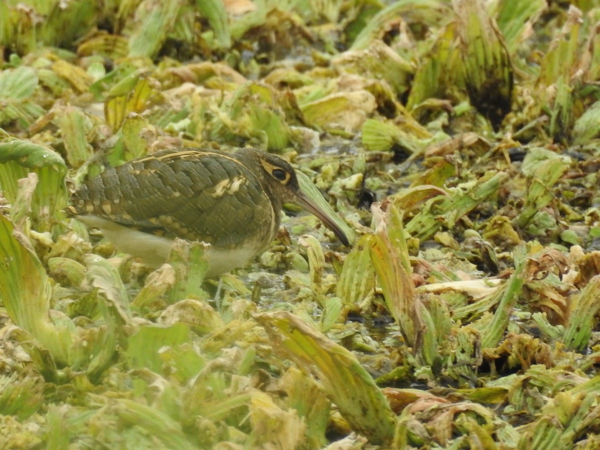 Greater Painted-Snipe - ML123154011