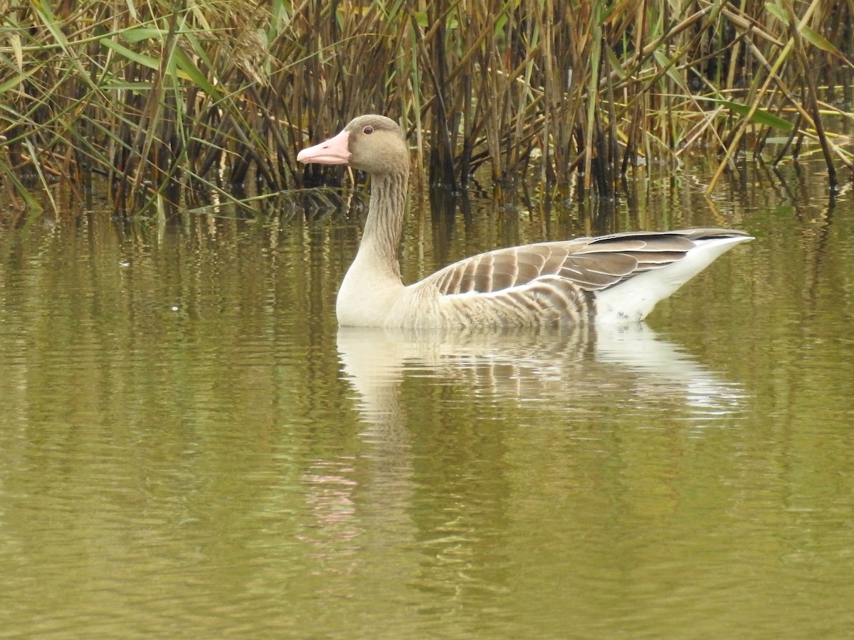 Graugans (rubrirostris) - ML123154041