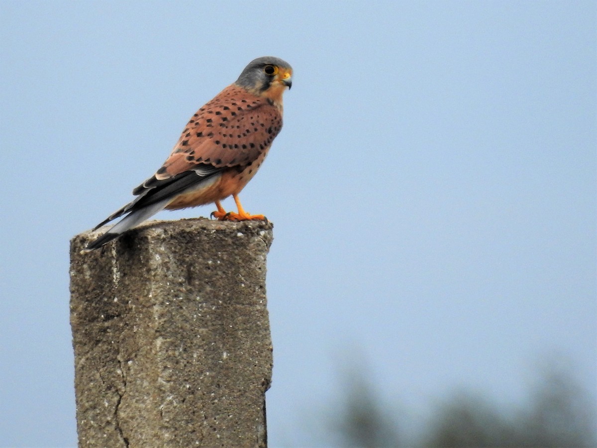 Eurasian Kestrel (Eurasian) - Jian-Long(建龍) WU(吳)