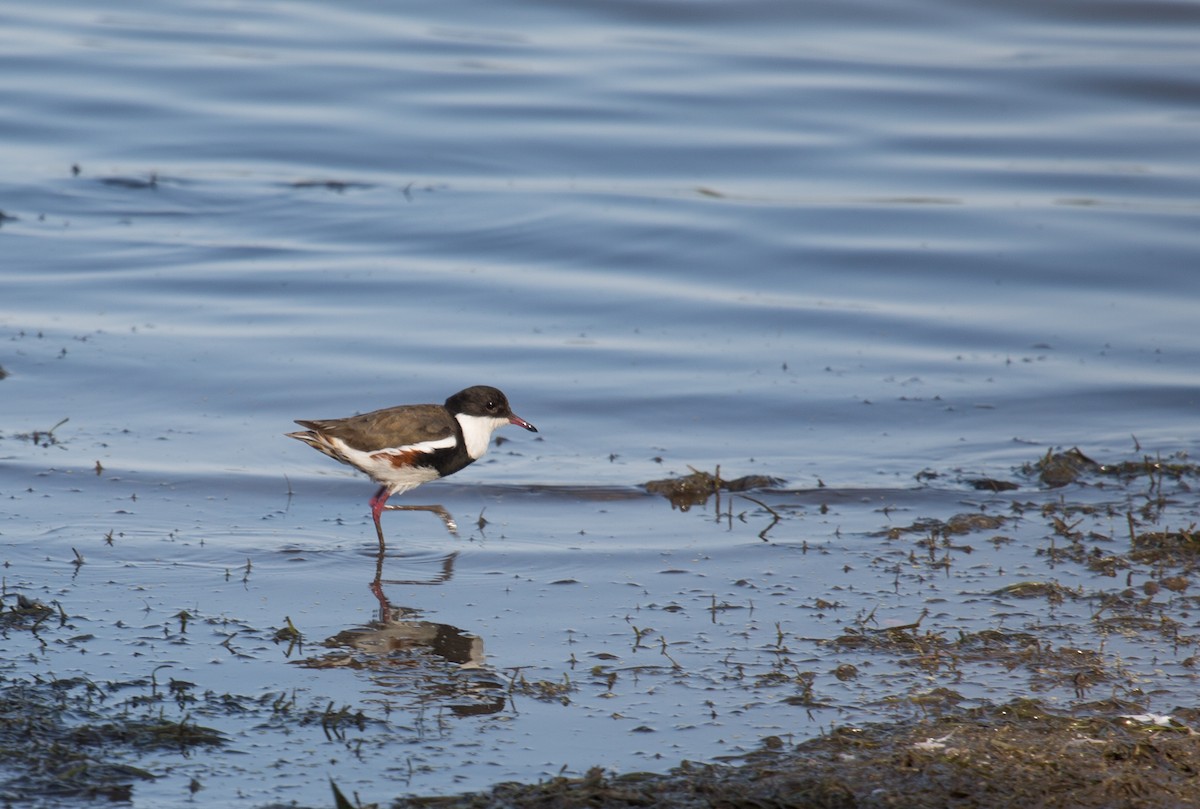 Red-kneed Dotterel - ML123154731