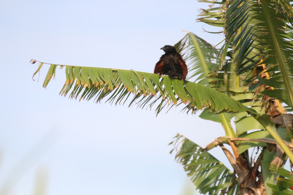 Malagasy Coucal - ML123155441