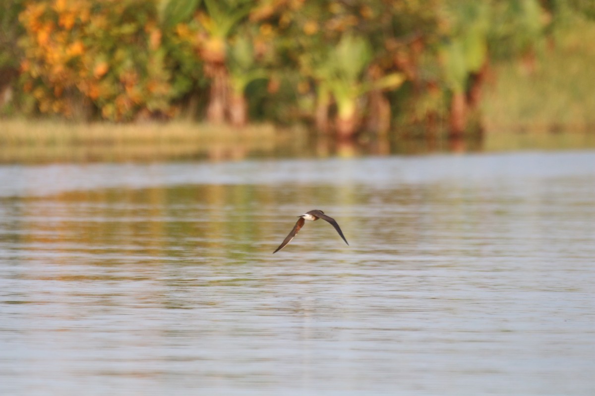 Madagascar Pratincole - ML123155471