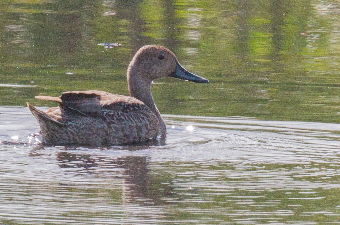 Northern Pintail - ML123156171