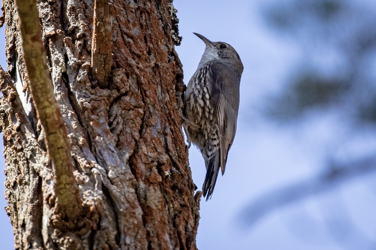 hvitstrupebarkkryper (leucophaea gr.) - ML123156401