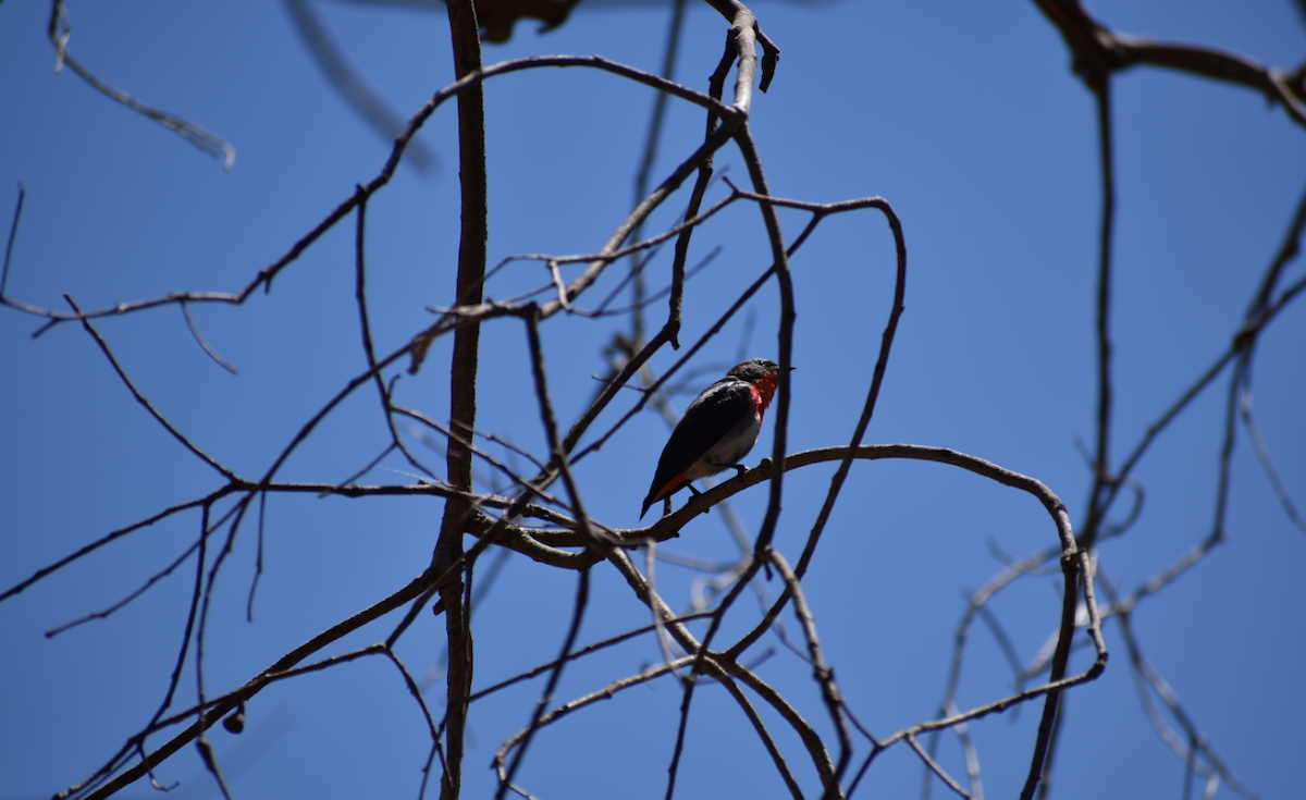 Mistletoebird - ML123156801