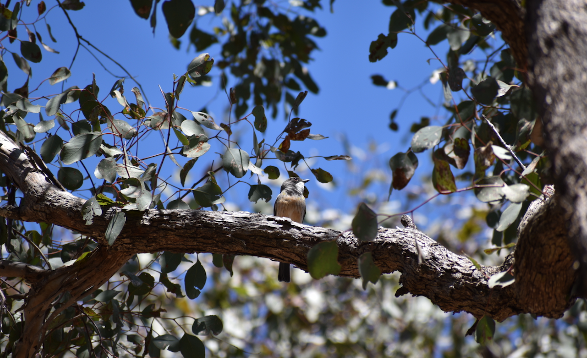 Rufous Whistler - ML123156951