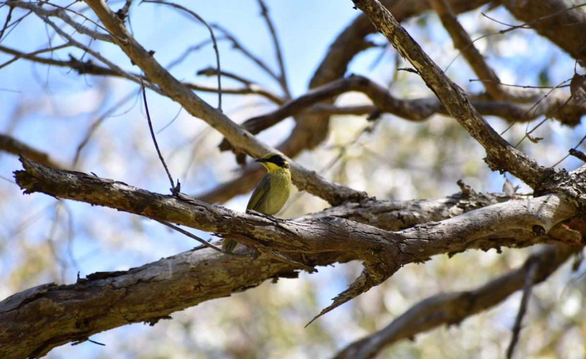 Yellow-tufted Honeyeater - ML123157121